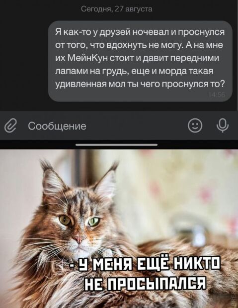 Я как то удрузей ночевал и проснулся от того по вдохнуть не могу А на мне их МейнКун стоит и ддвит передними лапами на грудь еще и морда такая удивленная моп ты чего проснулся то Сообщение
