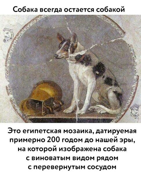 Собака всегда остается собакой Это египетская мозаика датируемая примерно 200 годом до нашей эры на которой изображена собака с виноватым видом рядом перевернутым сосудом