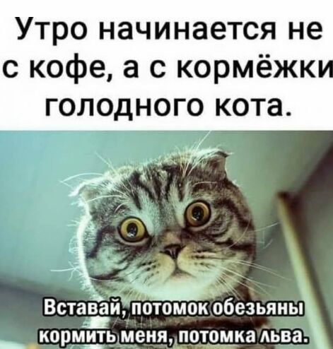 Утро начинается не с кофе а с кормёжки голодного кота