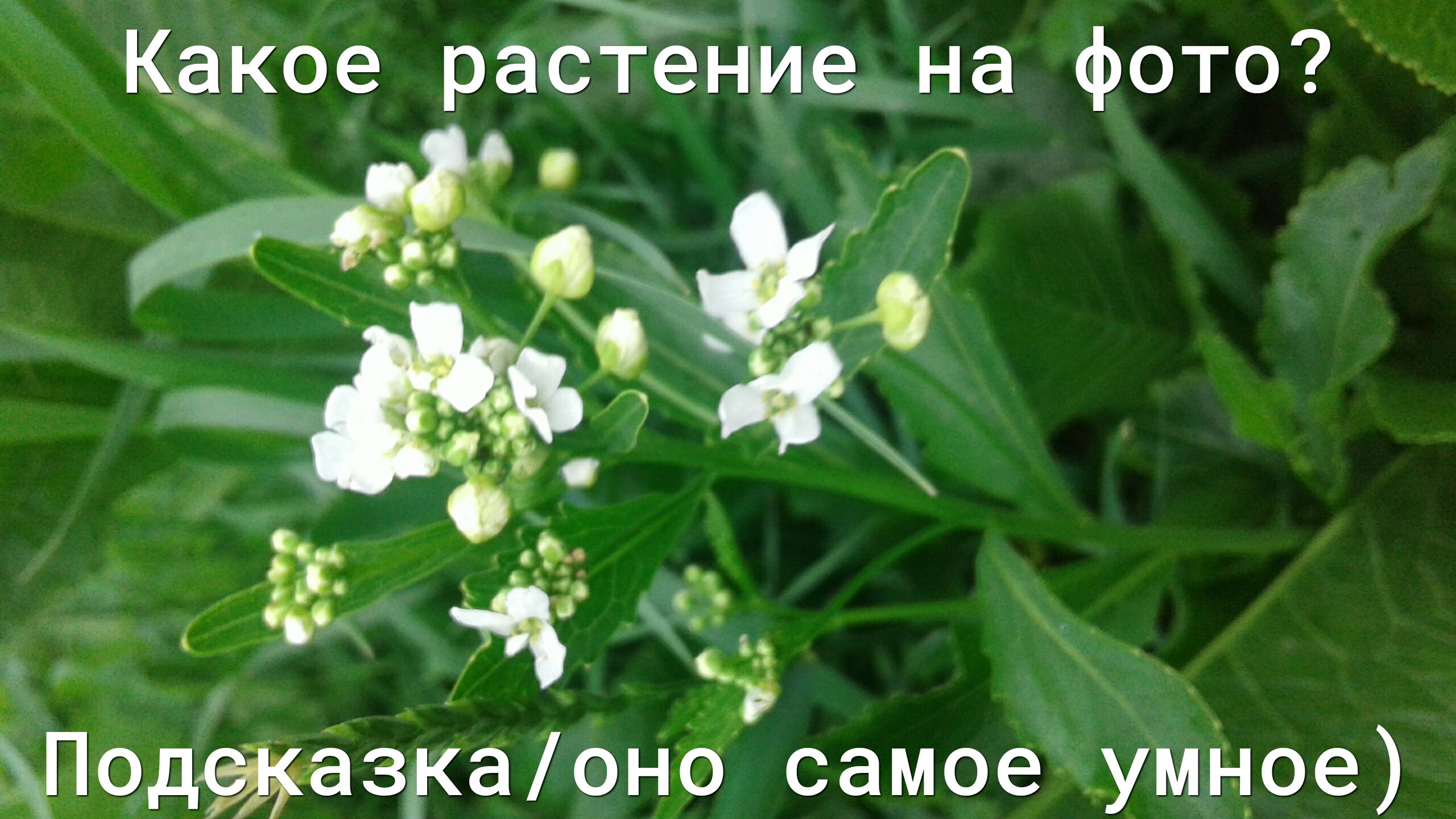 э Какое растение на фото Подёцазкаоно самое умное