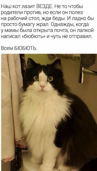 Наш кот лазит ВЕЗДЕ Не то чтобы родители против но если он полез на рабочии стоп жди беды И ладно бы просто бумагу ждал Однажды котда у мамы была открыта ПОЧТ он папкой и писал ибюбюты и чуть не отправил Всем БЮБЮТЬ