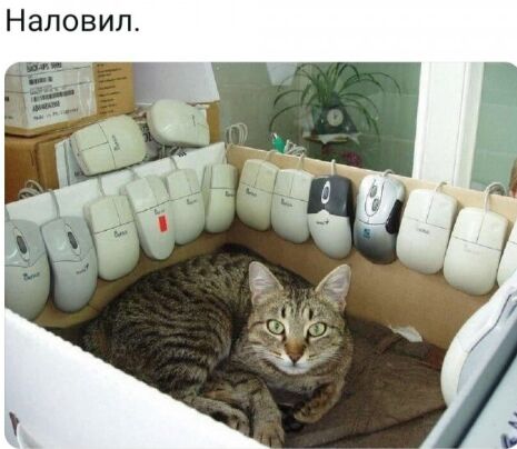 Наповил