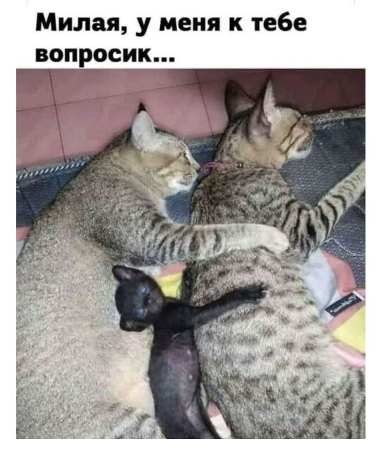 Милая у меня к тебе вопросик