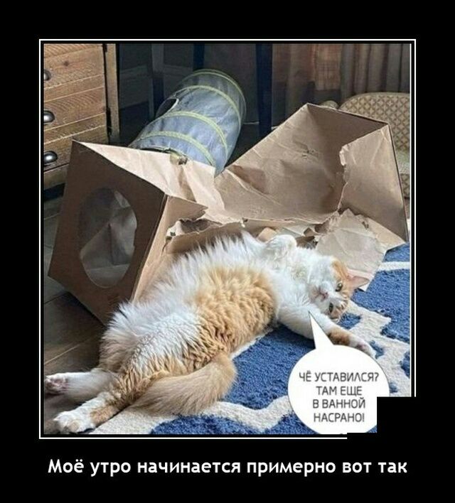 Моё утро начинается примерно вот так