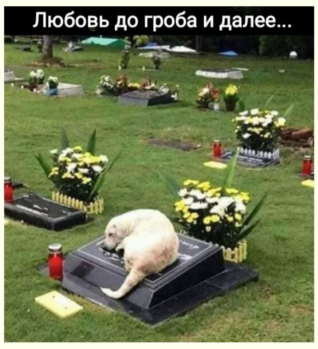 Любовь до гроба и далее _а _