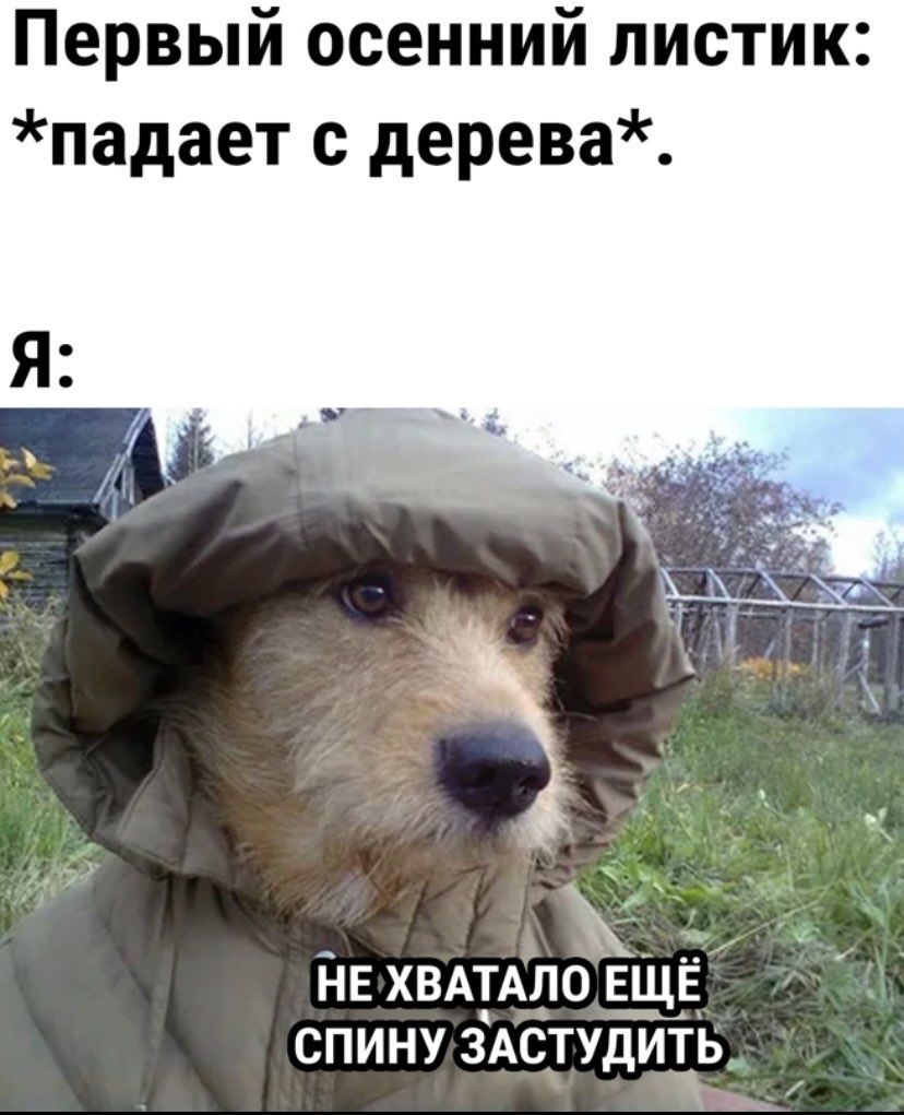 Первый осенний листик падает с дерева НЕ ХВАТАЛО Е_ЩЁ СПИНУ ЗАСТУДИДЫ