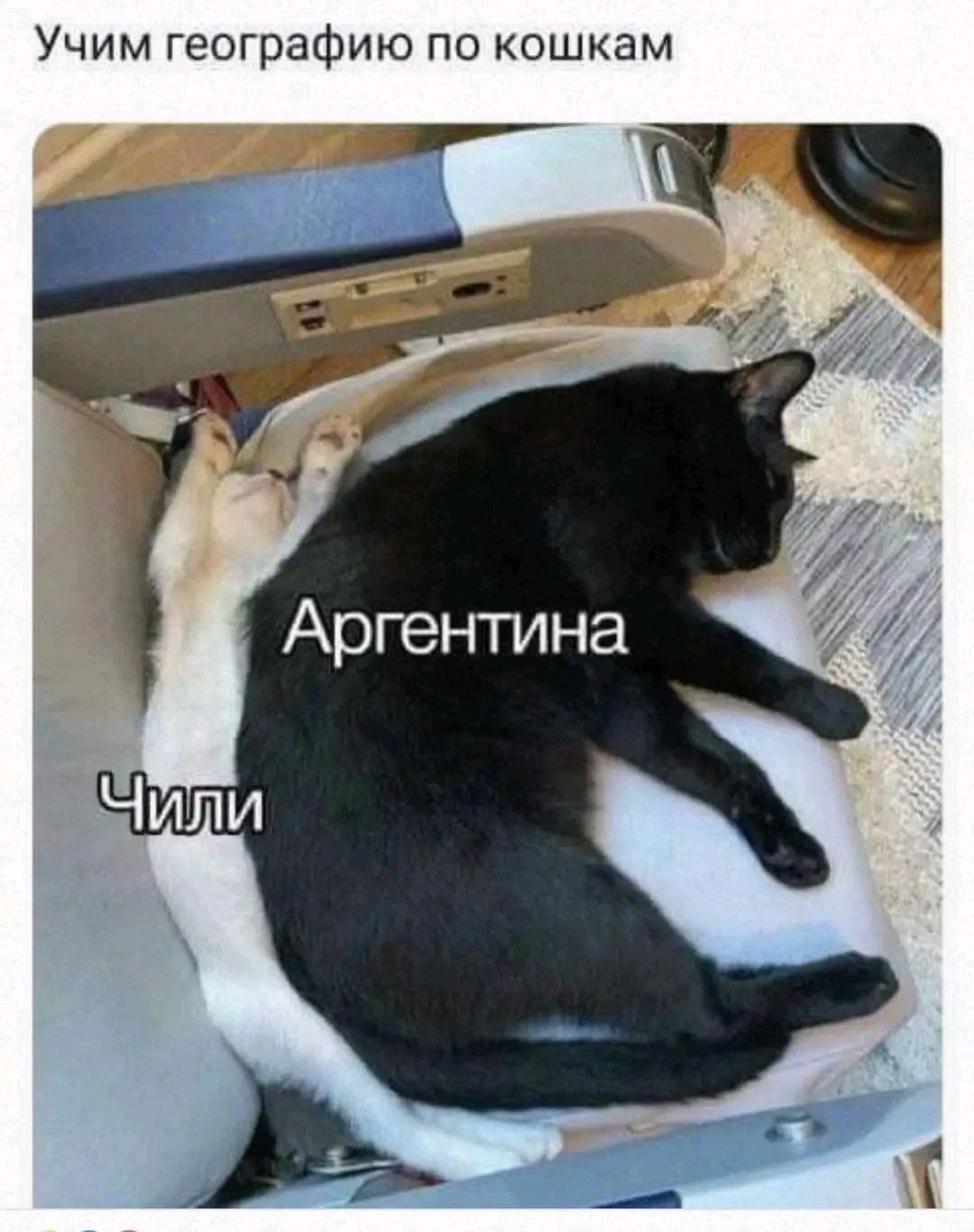 Учим географию по кошкам