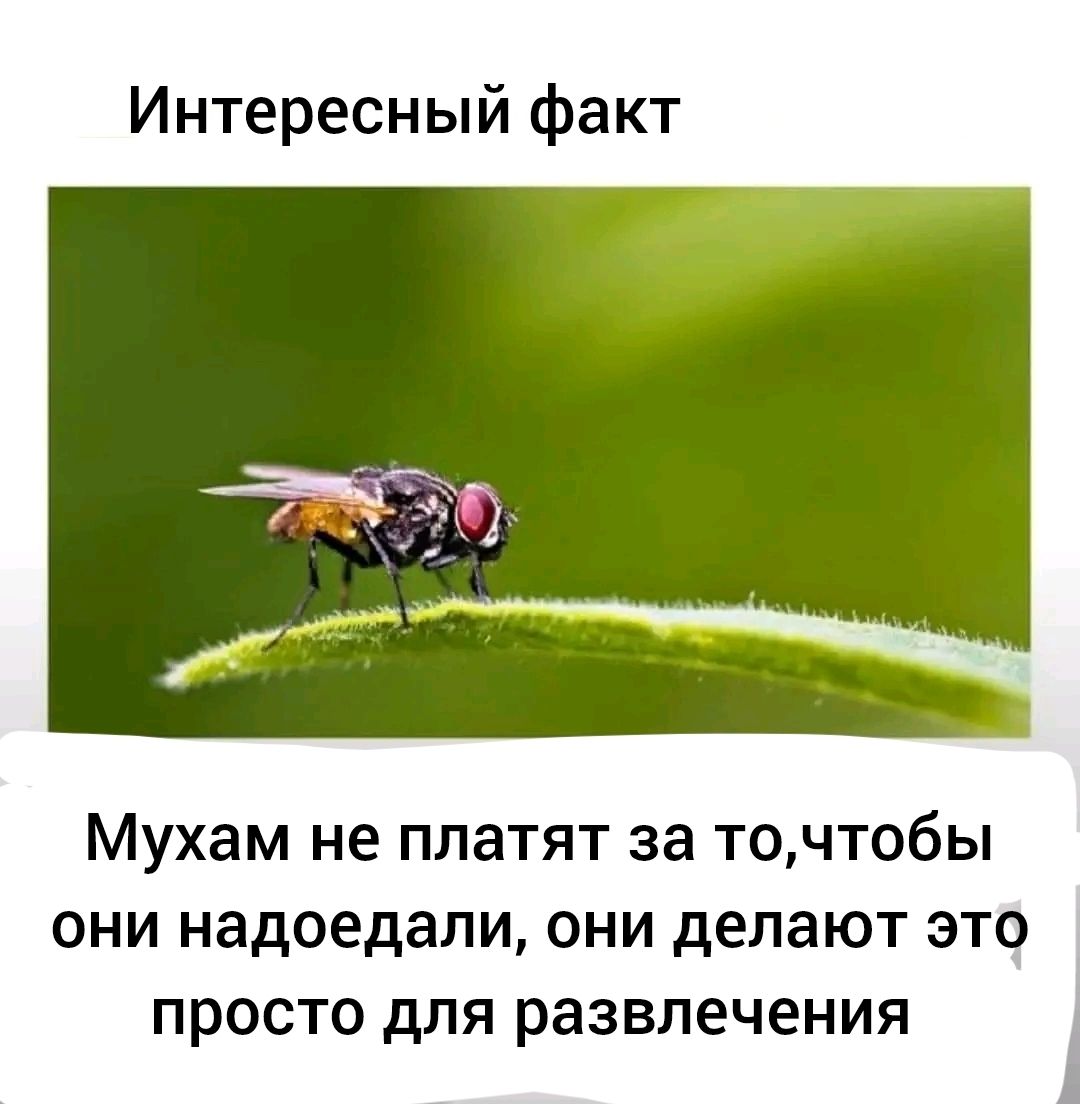 Интересный факт Мухам не платят за точтобы они надоедали они делают это просто для развлечения