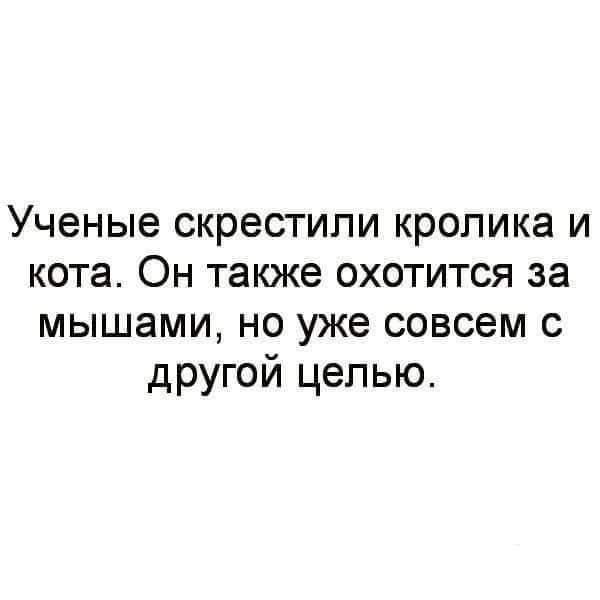 Ученые скрестили кролика и кота. Он также охотится за мышами, но уже совсем с другой целью.