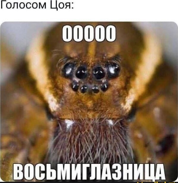 Голосом Цоя:
00000
ВОСЬМИГЛАЗНИЦА