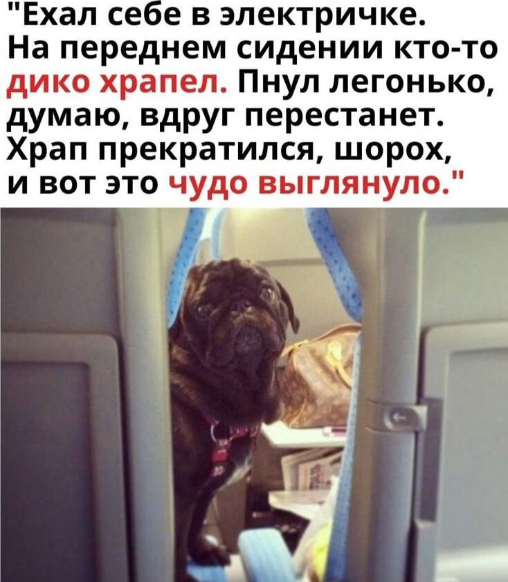 «Ехал себе в электричке. На переднем сидении кто-то дико храпел. Пнул легонько, думаю, вдруг перестанет. Храп прекратился, шорох, и вот это чудо выглянуло.»