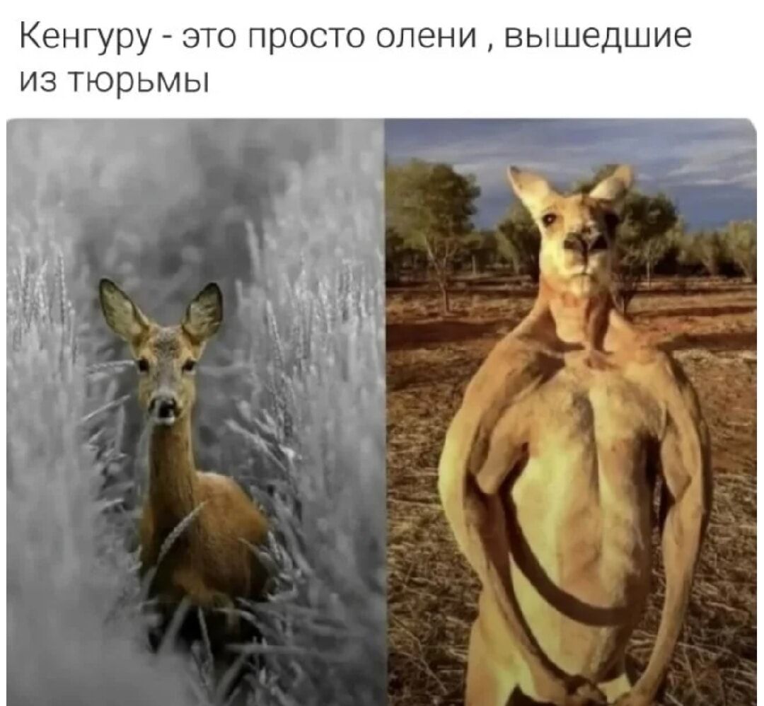 Кенгуры - это просто олени, вышедшие из тюрьмы