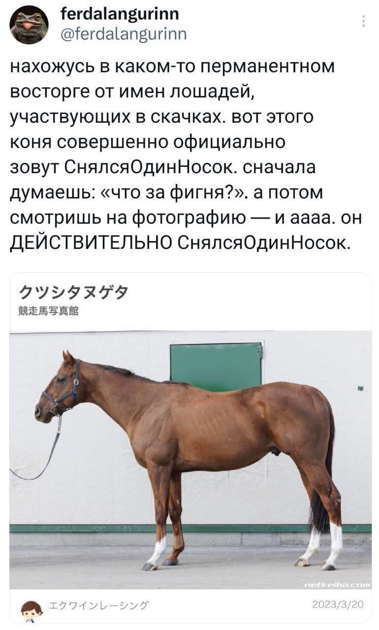 нахожусь в каком-то постоянном восторге от имен лошадей, участвующих в скачках. вот этого коня совершенно официально зовут СнялсяОдинНосок. сначала думаешь: «что за фигня?», а потом смотришь на фотографию — и аaaa. он ДЕЙСТВИТЕЛЬНО СнялсяОдинНосок.