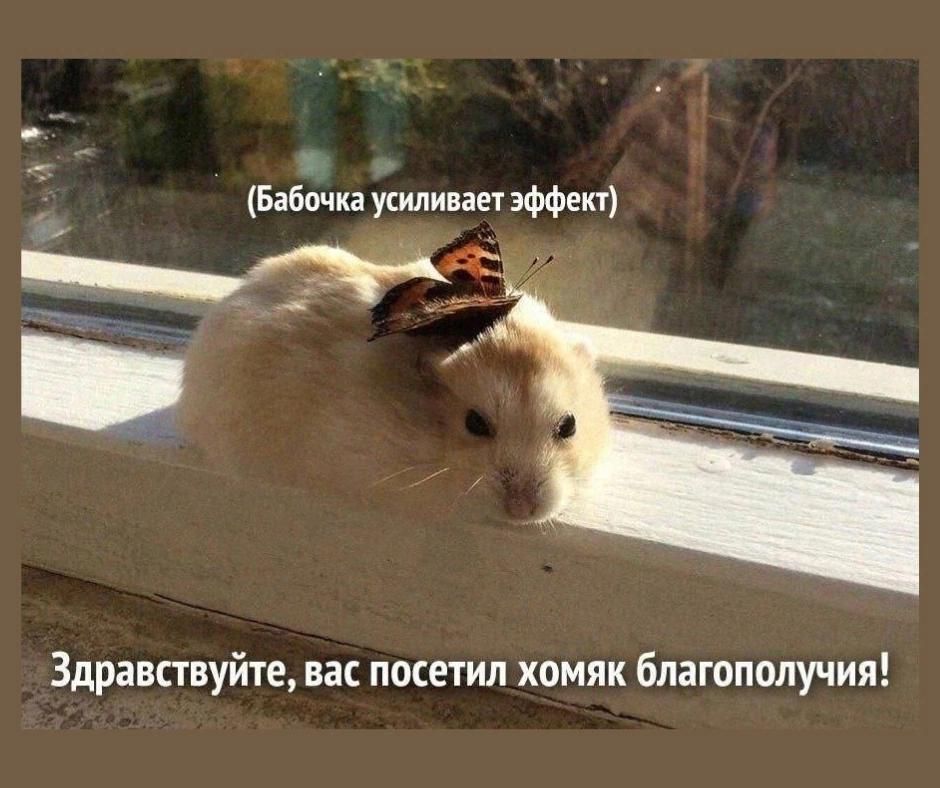 Здравствуйте, вас посетил хомяк благополучия! (Бабочка усиливает эффект)