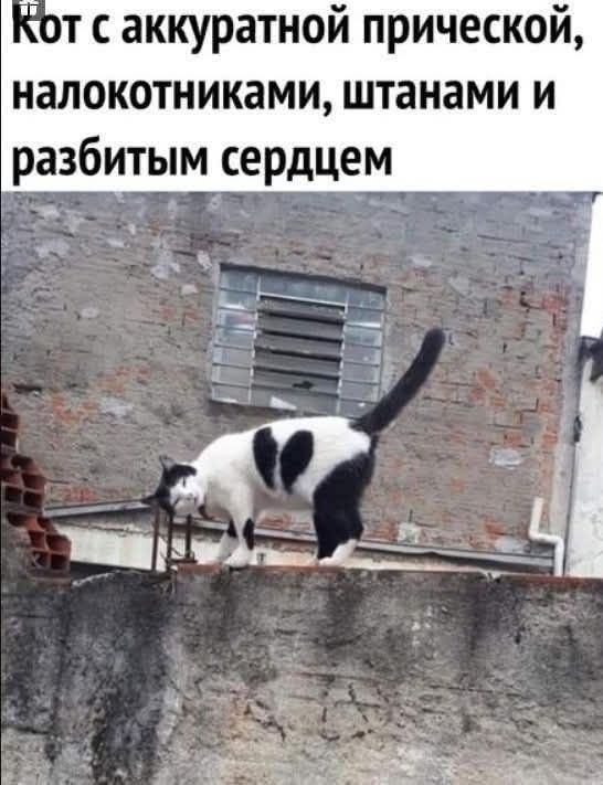 кот с аккуратной прической, налокотниками, штанами и разбитым сердцем