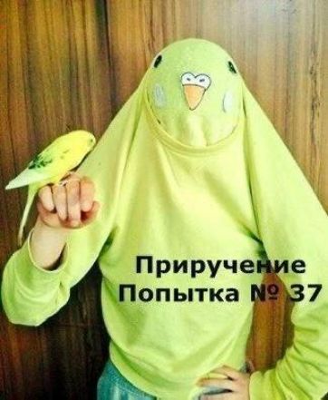 Приручение Попытка № 37