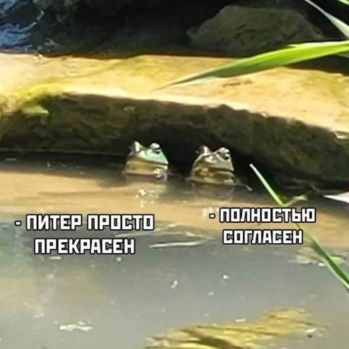 ПИТЕР ПРОСТО ПРЕКРАСЕН
ПОЛНОСТЬЮ СОГЛАСЕН