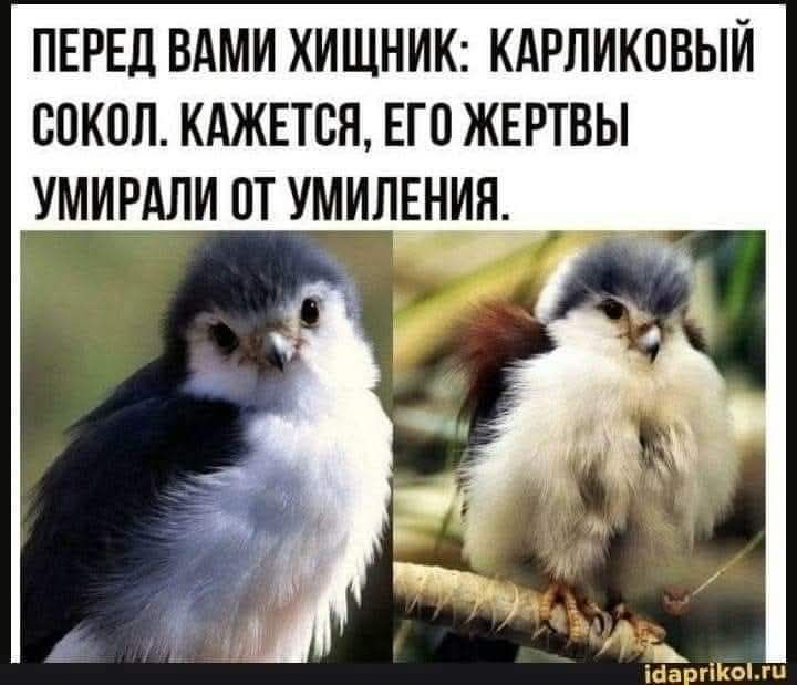 ПЕРЕД ВАМИ ХИЩНИК: КАРЛИКОВЫЙ СОКОЛ. КАЖЕТСЯ, ЕГО ЖЕРТВЫ УМИРАЛИ ОТ УМИЛЕНИЯ.