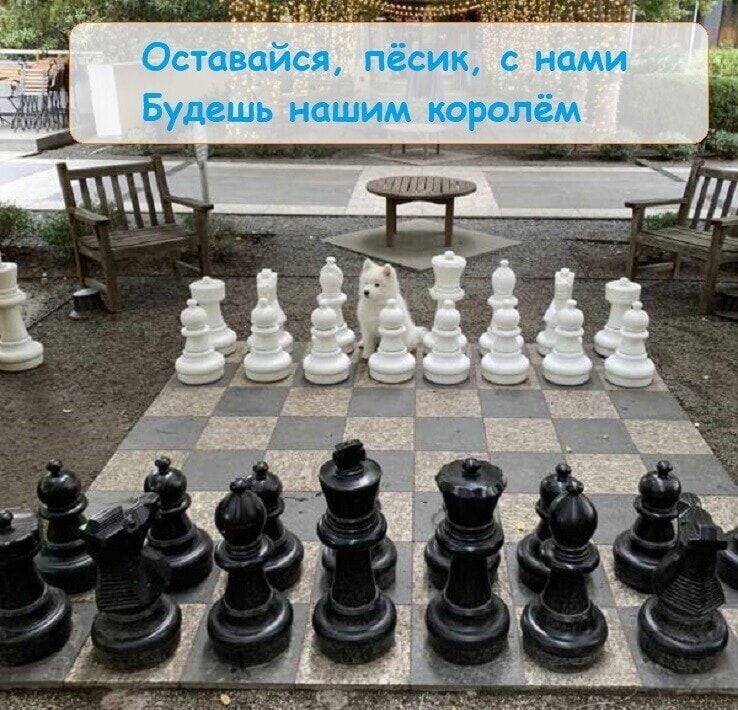 Оставвайся, пёсик, с нами
Будешь нашим королём
