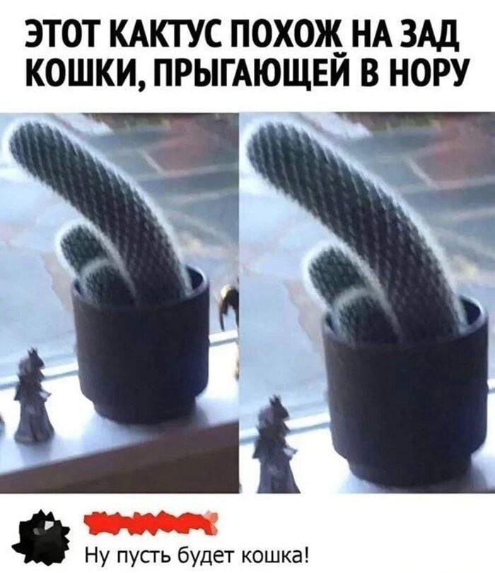 Этот кактус похож на зад кошки, прыгающей в нору.
Ну пусть будет кошка!