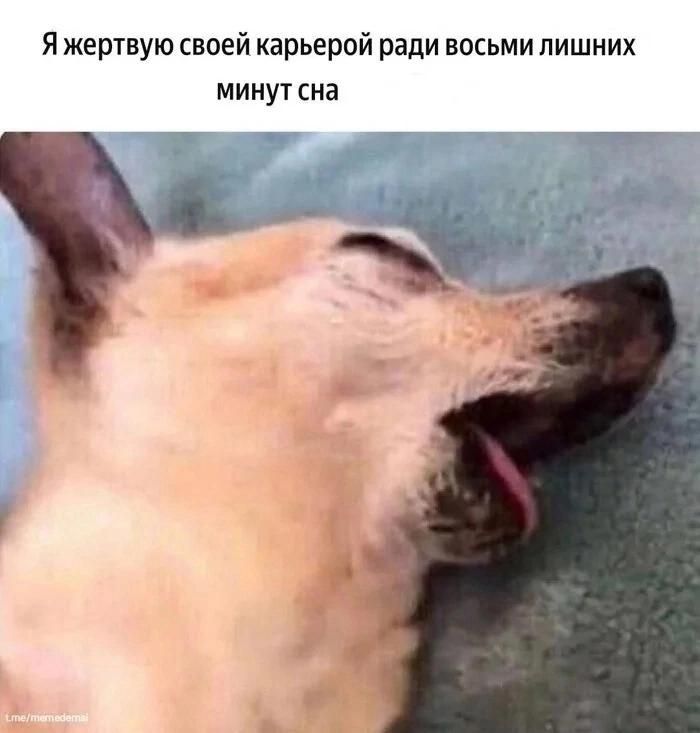 Я жертвую своей карьерой ради восьми лишних минут сна.