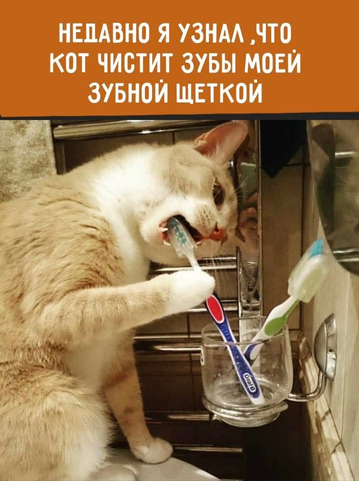 НЕДАВНО Я УЗНАЛ, ЧТО КОТ ЧИСТИТ ЗУБЫ МОЕЙ ЗУБНОЙ ЩЕТКОЙ
