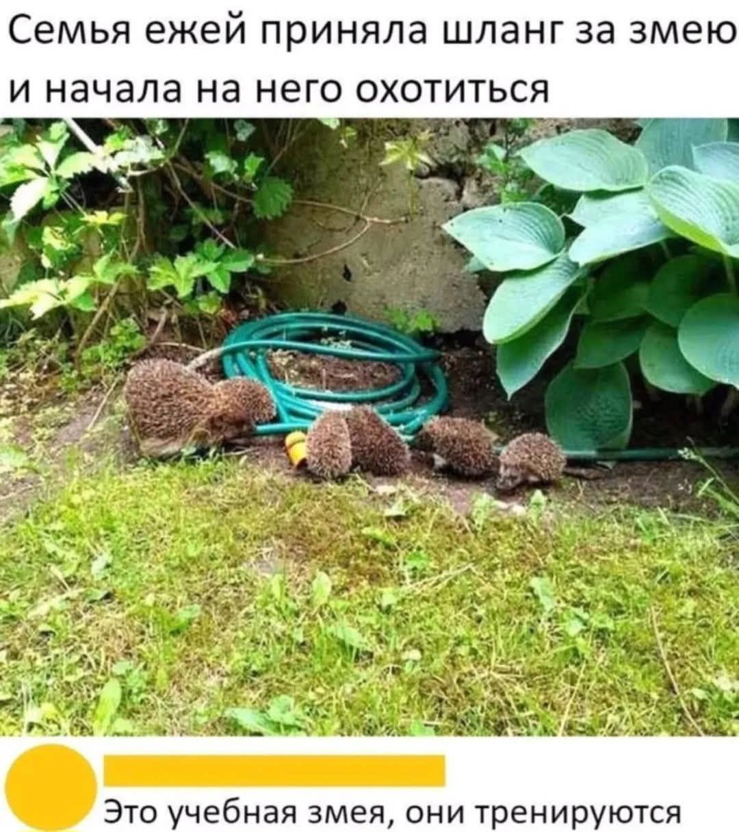 Семья ежей приняла шланг за змею и начала на него охотиться
Это учебная змея, они тренируются
