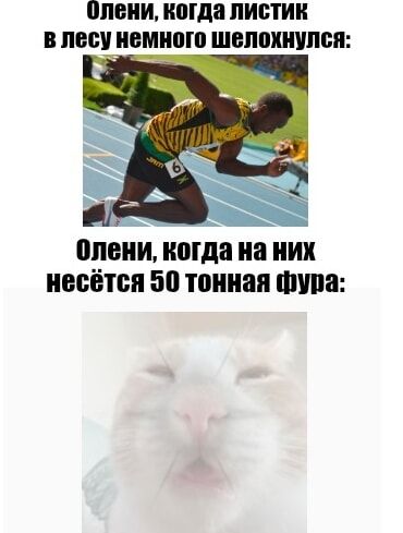 Олени, когда листик в лесу немного шелохнулся:
Олени, когда на них несётся 50 тонная фура: