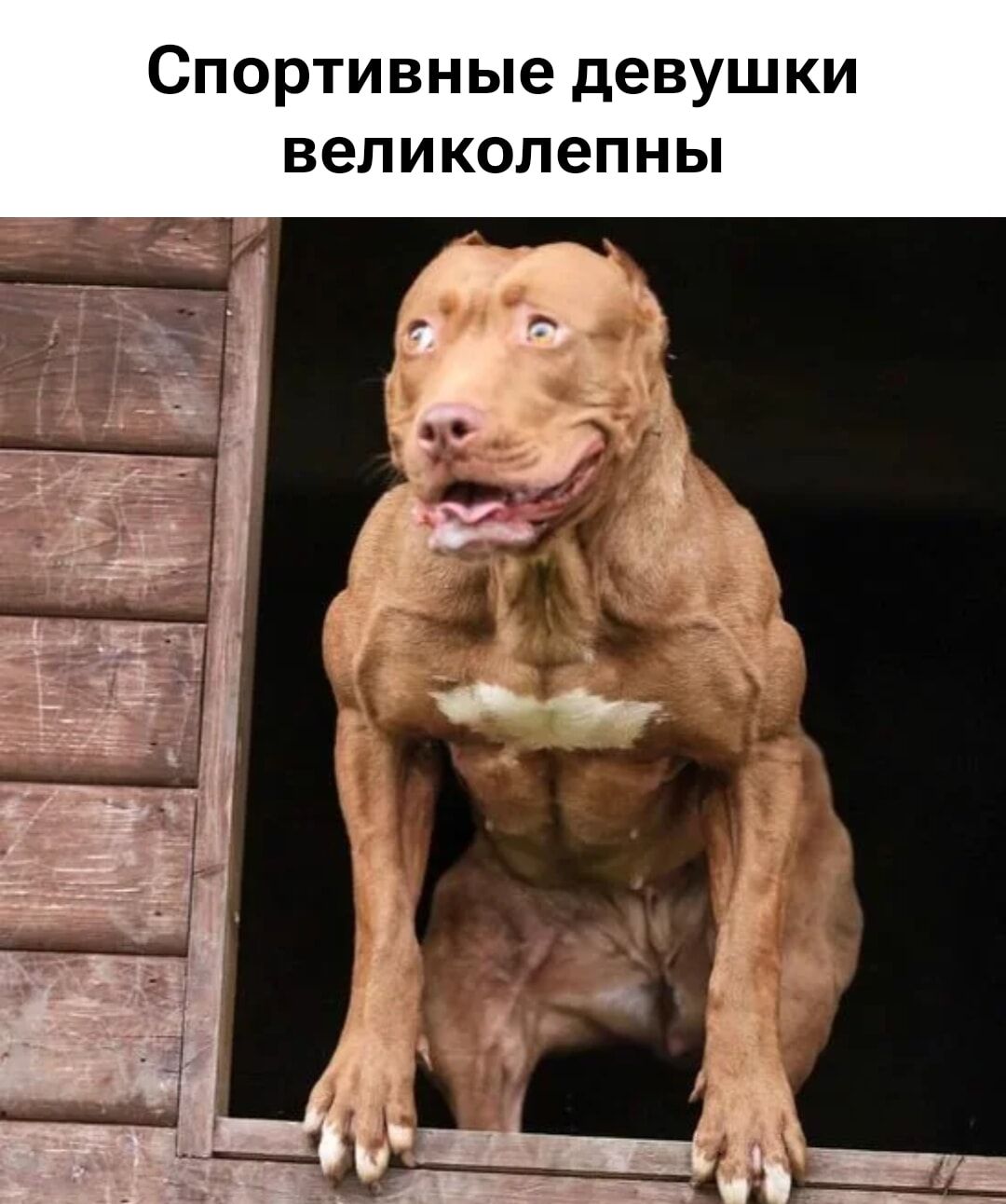 Спортивные девушки великолепны