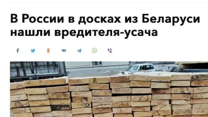 В России в досках из Беларуси нашли вредителя-усача