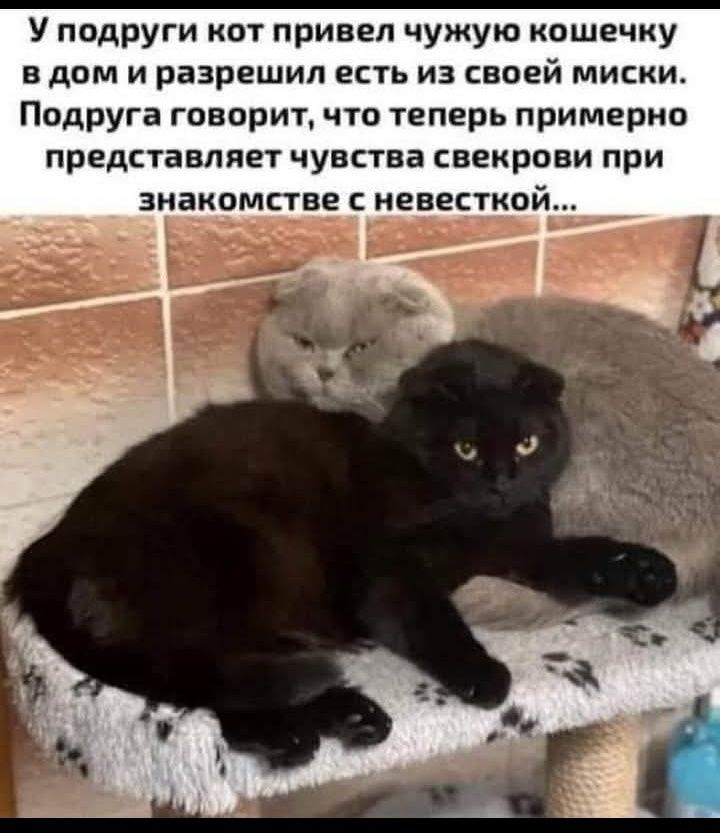 У подруги кот привел чужую кошечку в дом и разрешил есть из своей миски. Подруга говорит, что теперь примерно представляет чувства свекрови при знакомстве с невесткой...