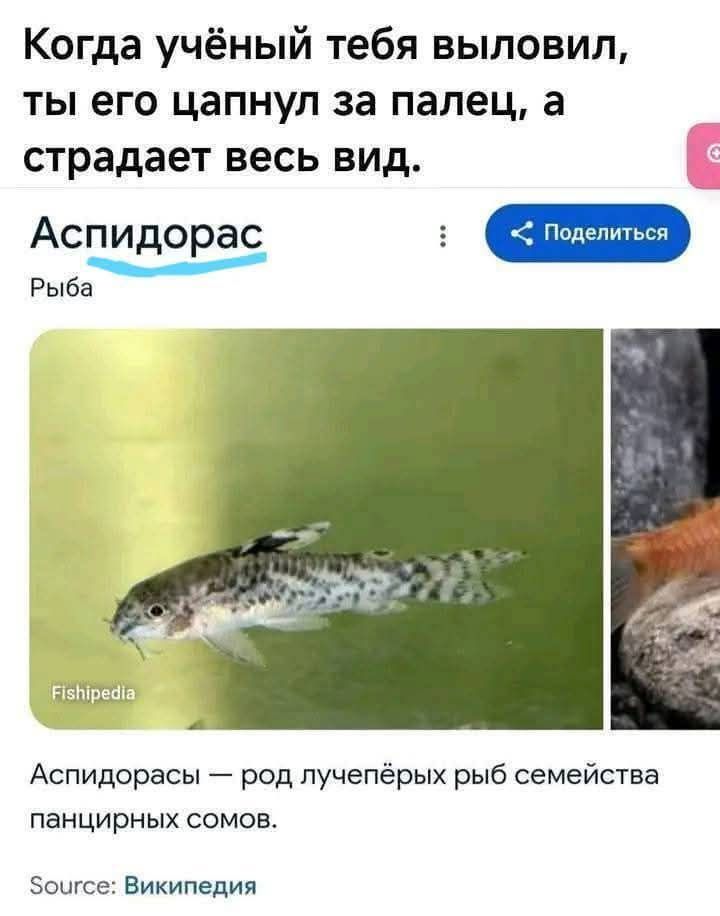 Когда учёный тебя выловил, ты его цапнул за палец, а страдает весь вид.
Аспидорас
Рыба
Аспидорасы — род лучепёрых рыbv семейства панцирных сомов.
Source: Википедия
