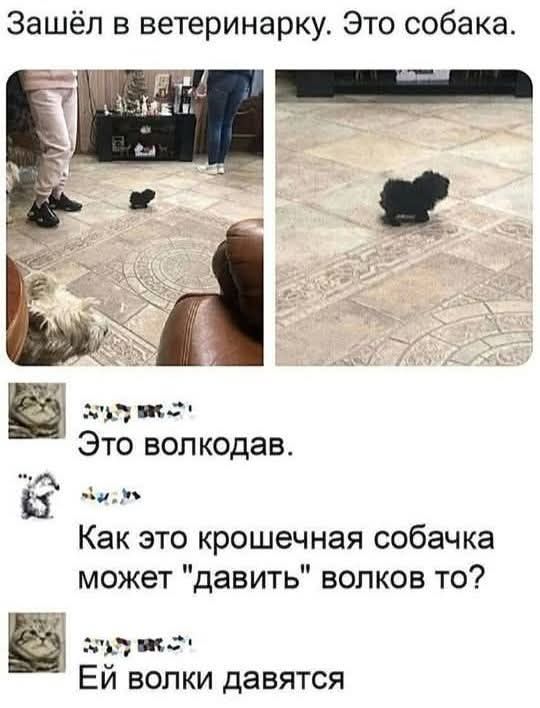 Зашёл в ветеринарку. Это собака.
Это волkodav.
Как это крошечная собачка может 