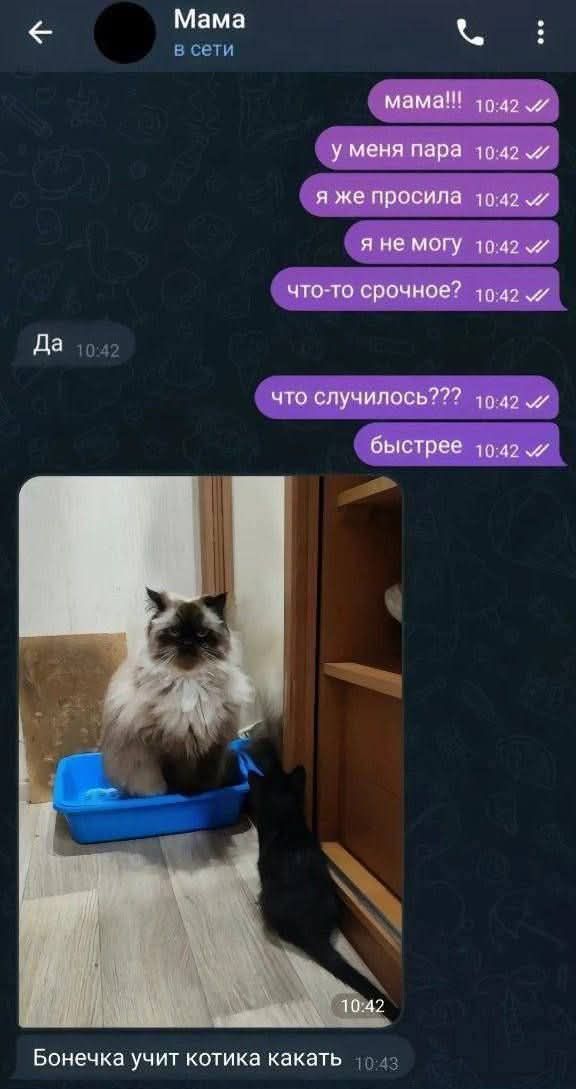 мама!!!
у меня пара
я же просила
я не могу
что-то срочное?
Да
что случилось???
быстрее
Бонечка учит котика какать