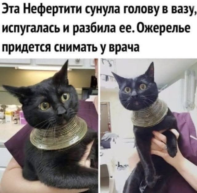 Эта Нефертити сунула голову в вазу, испугалась и разбила ее. Ожерелье придется снимать у врача.
