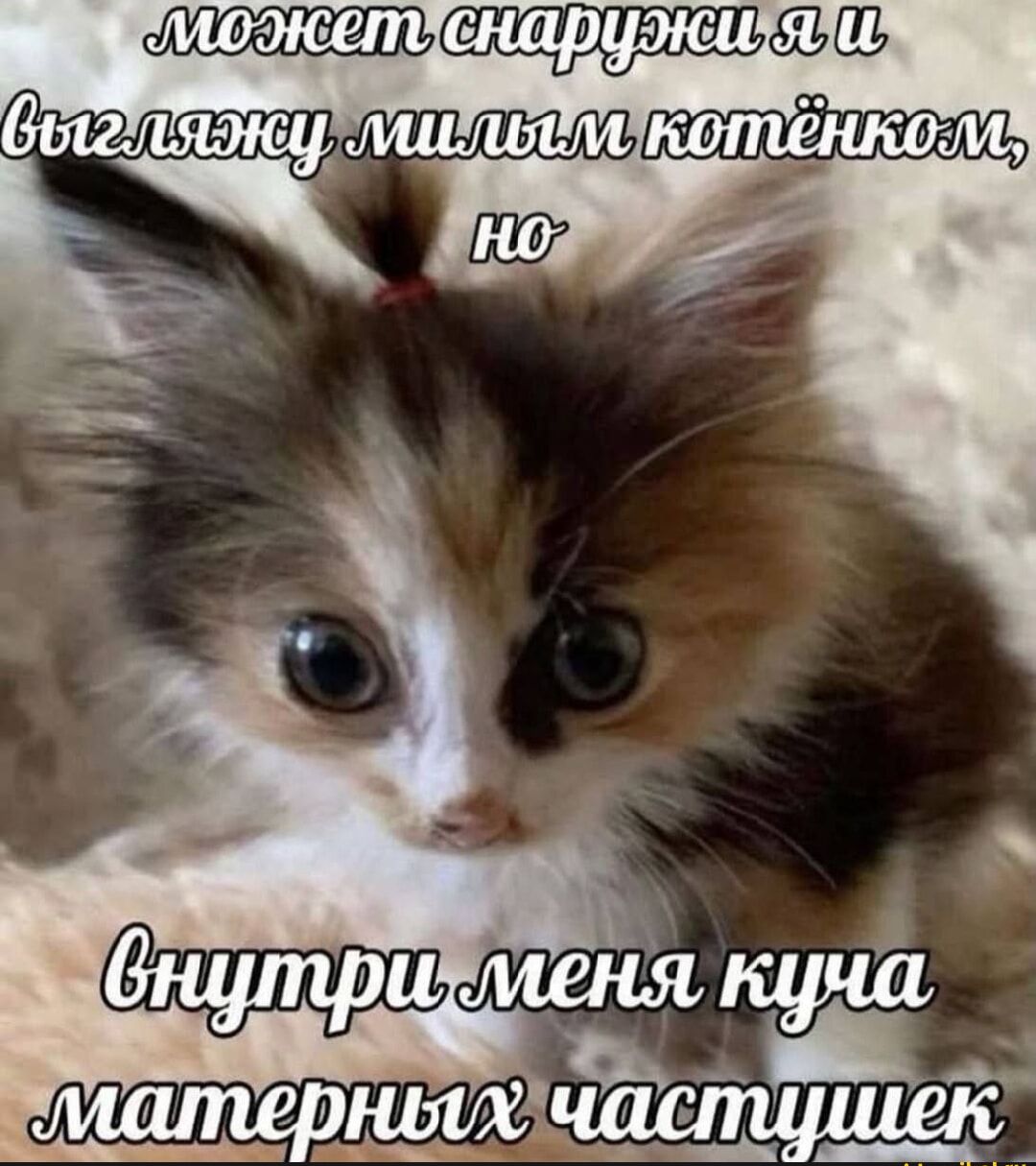 может снаружи я и выгляжу милым котёнком, но внутри меня куча матерных частушек