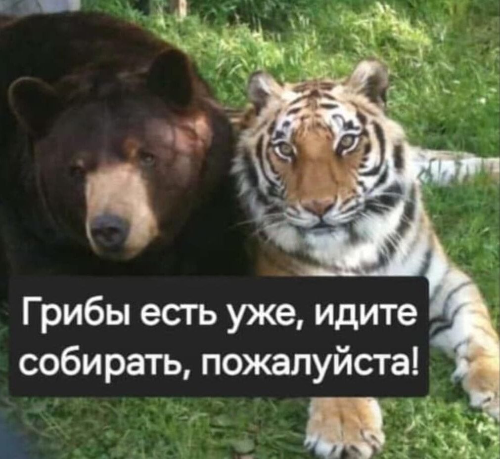Грибы есть уже, идите собирать, пожалуйста!