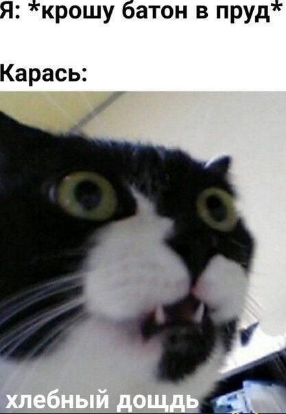 Я: *крошу батон в пруд*
Красась:
хлебный дождь