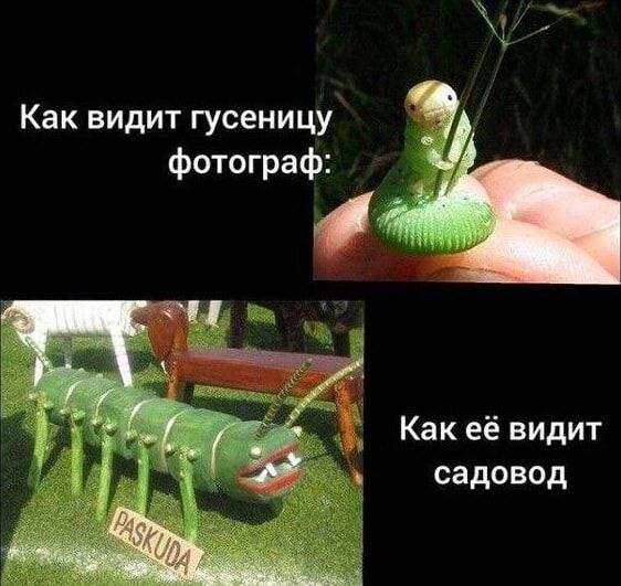 Как видит гусеницу фотограф:
Как её видит садовод: