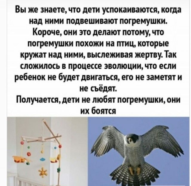 Вы же знаете, что дети успокаиваются, когда над ними подвешивают погремушки. Короче, они это делают потому, что погремушки похожи на птиц, которые кружат над ними, выслеживая жертву. Так сложилось в процессе эволюции, что если ребенок не будет двигаться, его не заметят и не съедят. Получается, дети не любят погремушки, они их боятся.