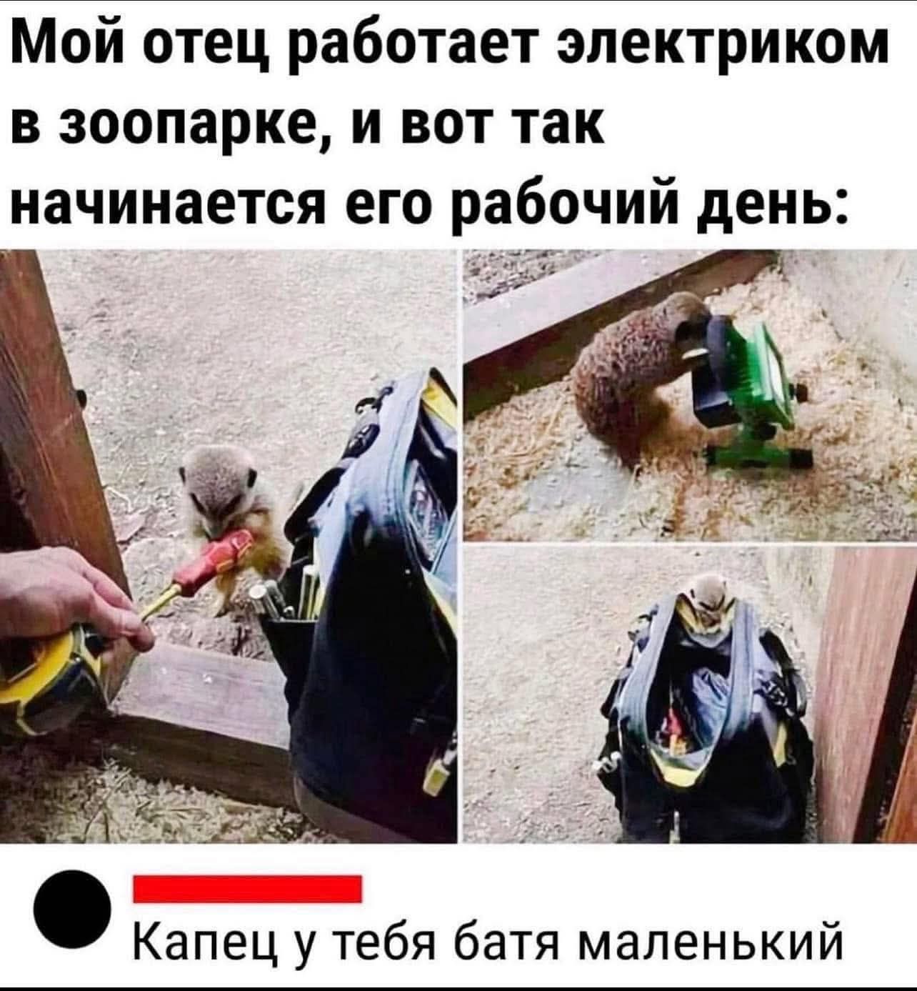 Мой отец работает электриком в зоопарке, и вот так начинается его рабочий день: Капец у тебя батька маленький