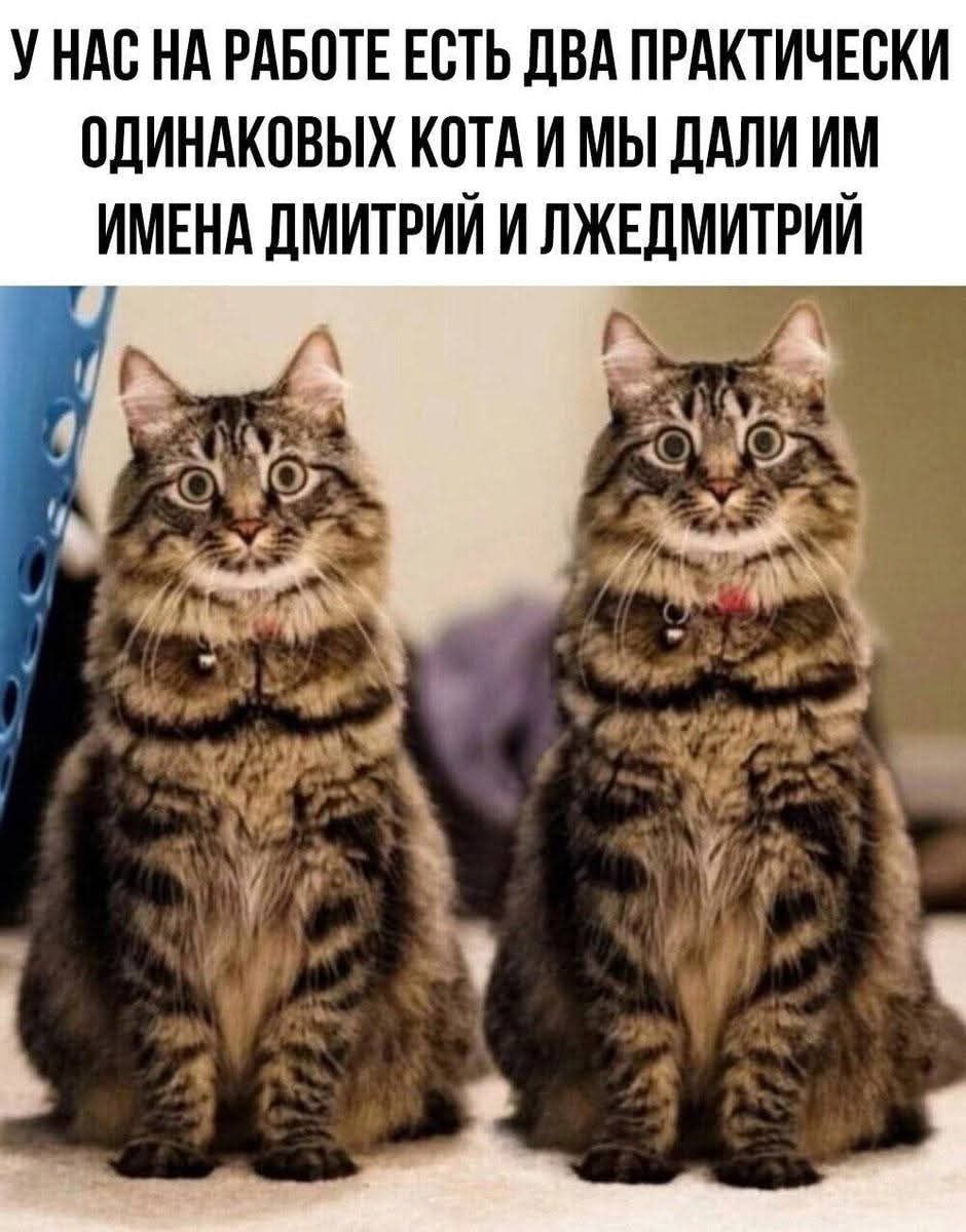 У нас на работе есть два практически одинаковых кота и мы дали им имена Дмитрий и Лжедмитрий