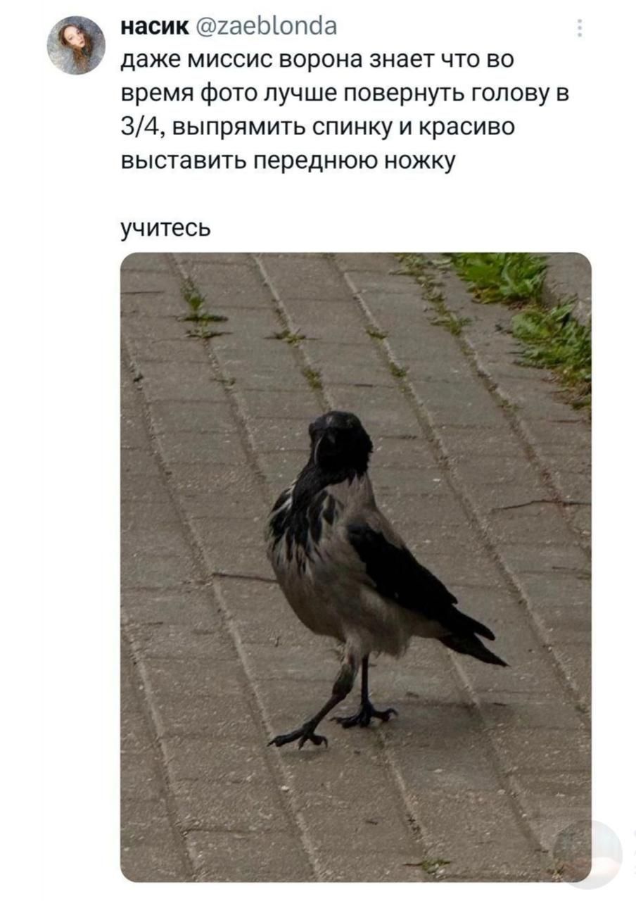 даже миссис ворона знает что во время фото лучше повернуть голову в 3/4, выпрямить спинку и красиво выставить переднюю ножку
учитесь