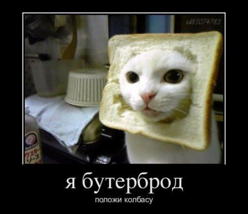 я бутерброд
положи колбасу
