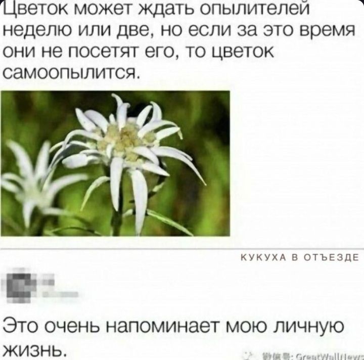 Цветок может ждать опылителей неделю или две, но если за это время они не посетят его, то цветок самоопылится.

Это очень напоминает мою личную жизнь.
