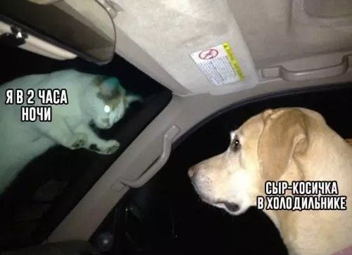 Я в 2 часа ночи
Сыр-косичка в холодильнике
