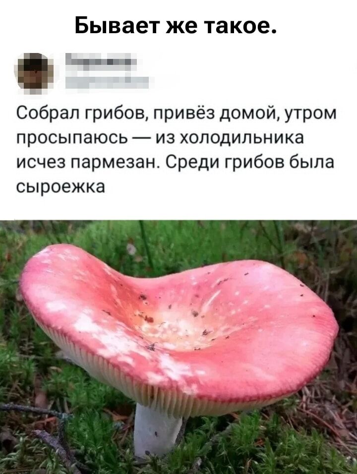 Бывает же такое.
Собрал грибов, привёз домой, утром просыпаюсь — из холодильника исчез пармезан. Среди грибов была сыроежка.