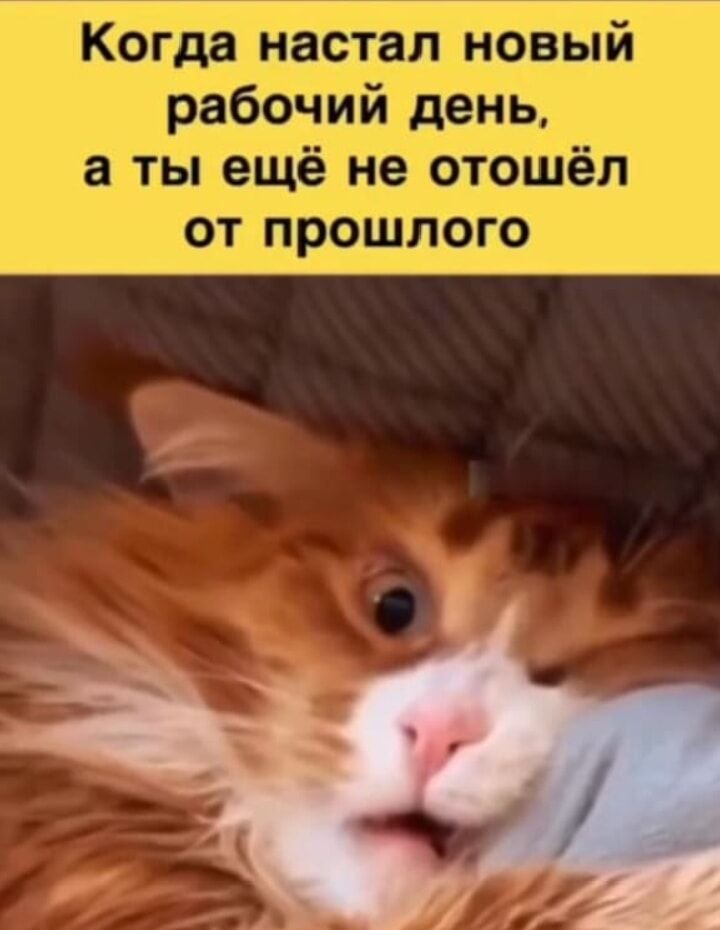 Когда настал новый рабочий день, а ты ещё не отошёл от прошлого