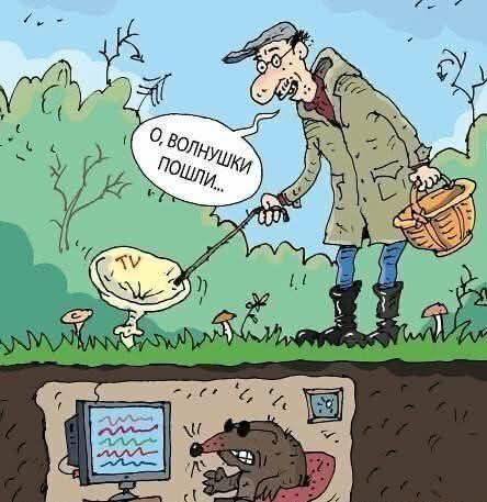 о, волнушки пошли...