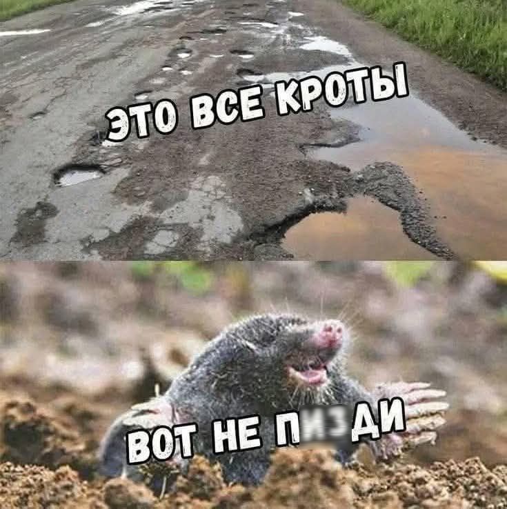 ЭТО ВСЕ КРОТЫ
ВОН НЕ ПИЗДИ